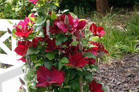 Search for clematis specialist at mysearchexperts. New Nubia Boulevard Red Clematis Trees Today Nursery