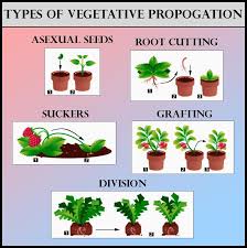 Rosemary is relatively easy to propagate, that you may also be able to start your softwood cuttings in water and then transplant them to a container mix or possibly into the ground with some tender care and. What Methods Will You Use For Growing The Jasmine And Class 11 Biology Cbse