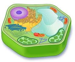 Plant cells are multicellular eukaryotic cells that make up a plant (a group of eukaryotes belonging to the plantae kingdom, with the ability to synthesis their own food using water, sunlight and co2). Remix Of Eukaryotic Plant Cell 2