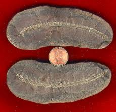 Image result for Cyphia mazoensis