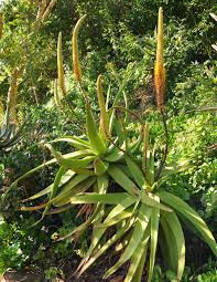 Image result for Aloe spicata
