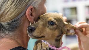 Adopt a dog or puppy. Home Spca Kloof And Highway