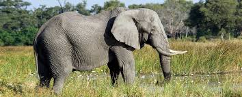 The Elephant - HUNTiNAMIBIA