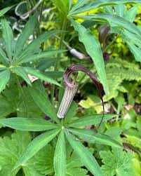 Image result for Asplenium mildbraedii