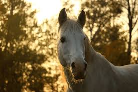 Similar traits as hamadanis but smaller size, that is 14.3 hands tall. Arabian Horse Lifespan 101 Helpful Beginner S Guide