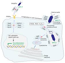 Microorganisms Free Full Text Salmonella Virulence And Immune Escape Html