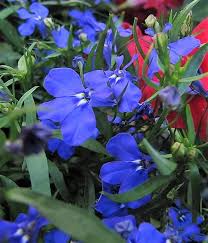 Pin On Lobelia Flowers
