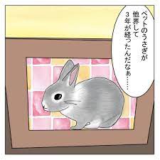 治療費40万円!?」最愛のペットの闘病＆死で私が学んだこと | コラムニスト・ひかり幸せに近づく思考術 | mi-mollet（ミモレ） |  明日の私へ、小さな一歩！（15）