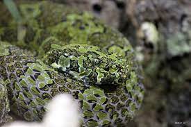 Top 10 Mangshan Pit Viper Facts A Very Rare Snake Wildlife Animals Nature Snakes Reptiles Pit Viper Viper Snake