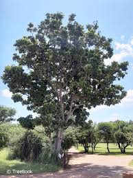 Image result for Khaya