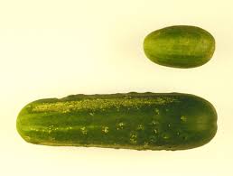 Image result for Cucumis sativus