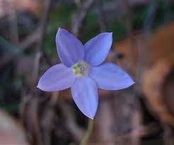 Image result for Wahlenbergia capitata