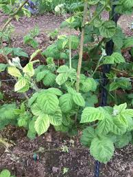 Grow your own farm tested fruits, perfect for snacking, jams and jellies, and baking!. Lack Of Green On Some Marionberry Leaves 630551 Ask Extension