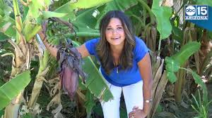 Read about this banana that tastes like ice cream. Blue Java Bananas They Taste Like Vanilla Ice Cream And You Can Buy Them In Arizona Abc15 Digital Youtube
