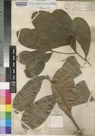 Image result for Ochna atropurpurea
