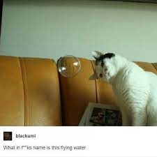 Buzzfeed Buzzfeed Instagram Photos And Videos Cat Memes Cute Animals Animal Memes