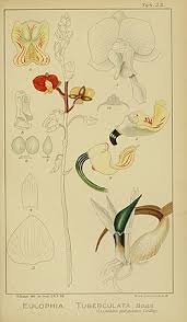 Image result for Eulophia tuberculata