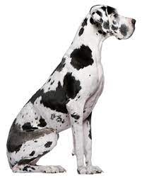 Great Dane Great Dane Breed Great Dane Dogs Dane Dog