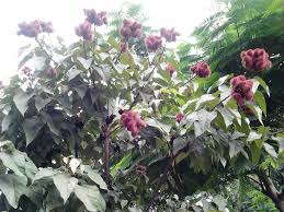 Image result for Bixaceae