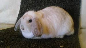Chinchilla cross kittens for sale microchipped, vaccinated & desexed. Adorable Rabbit For Sale We Have A 8mth Old Ghost Chinchilla Dwarf Lop Doe For Sale Has Has Been In With A Buck So S Rabbits For Sale Pets For Sale