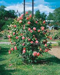We did not find results for: Rosa Coral Dawn Media Database