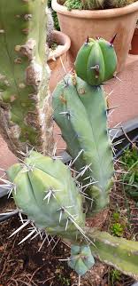 Además de esta propiedad y de su función ornamental, el cactus aporta diferentes beneficios al ser humano, razón por la cual mucha gente lo ubica entre sus un cactus en el hogar sirve también para nivelar la humedad del aire y purificarlo; Pourquoi Les Cactus Ont Des Epines Quora