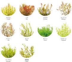 Image result for Rotala filiformis