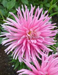 Löydä tämä ja muuta käyttäjän aija vesterinen taulusta dahlias. Dahlia Cactus Semi Cactus Park Princess I 25 P Carton Rotex Flowerbulbs Bv