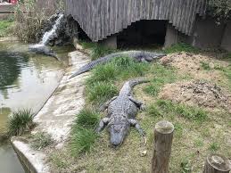 Darica Hayvanat Bahcesi Ne Gordum Discovery Site Animals