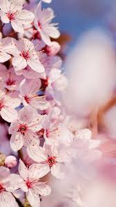 Enjoy and share your favorite beautiful hd wallpapers and background images. Cherry Blossom Wallpaper Nawpic