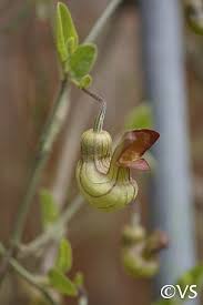 Image result for Aristolochia heppii