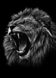 Black And White Angry Lion Face Wallpaper Angry Lion Black And White Metal Poster Mk5 Studio Displate In 2020 Lion Wallpaper Lion Images Lion Photography