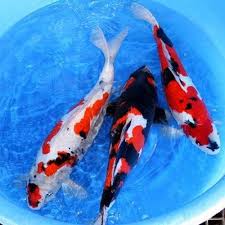 We did not find results for: Japanese Koi Fish At Rs 25000 Piece Kolathur Chennai Id 9242246430