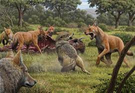 Facts about wolves, gray wolf, arctic wolf, red wolf. Dire Wolves Were Not Really Wolves New Genetic Clues Reveal Scientific American