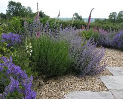 Early Summer Angela Morley Garden Design Garden Design Gravel Garden Garden