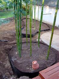 But before you get started, you need to think about your reasons for growing bamboo. Deep Root Barrier To Help Contain Bamboo Root Barrier Growing Bamboo Bamboo Roots