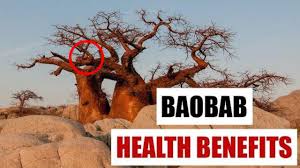 The powder as extracted from a dried baobab fruit is rich in vitamin c and is great for boosting the immune function, energy release and radiant skin. Baobab Benefits For Health Youtube