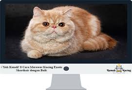 Salah satu jenis kucing yang banyak digemari para pecinta kucing di indonesia saat ini yaitu exotic shorthair. Kenali 8 Cara Merawat Kucing Exotic Shorthair Dengan Baik