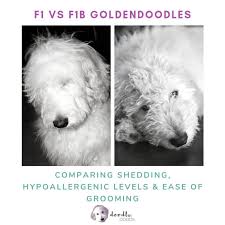 F1 Vs F1b Goldendoodle Which Is Best Comparing Coats
