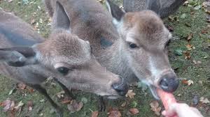 Check spelling or type a new query. Cute Little Deers Have Never Enough Of Carrots Picture Of Marselisborg Deer Park Aarhus Tripadvisor