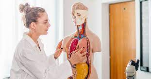 The most common type of pain in the left side is chest pain as well. Organs In The Body What S On The Left Side