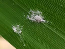 Image result for Mealybug cucumber