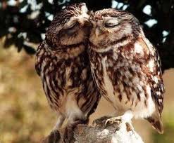 White Wolf 15 Adorable Photos Of Owls Caught In A Warm Embrace Animals Owl Owl Photos
