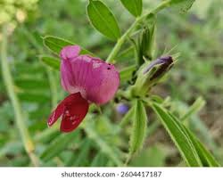 Image result for Tephrosia noctiflora