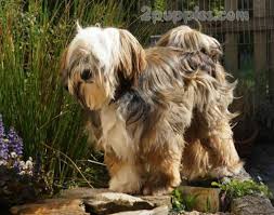 tibetan terrier dog breed description and characteristics tibet terrier terrier tibet