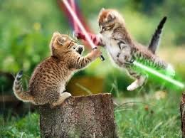 Star Wars Animals Funny Cat Wallpaper Kittens Cutest Cute Animal Pictures