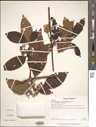 Image result for Sherbournia bignoniiflora