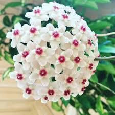 Image result for hoya plant flower