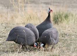 Guinea Fowl Birds That Look Like Turkeys Pin On Guineas Ducks Geese Turkeys