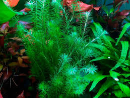 Image result for Limnophila fluviatilis